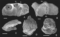 http://sciencythoughts.blogspot.co.uk/2014/12/sharks-teeth-and-scales-from-devonian.html