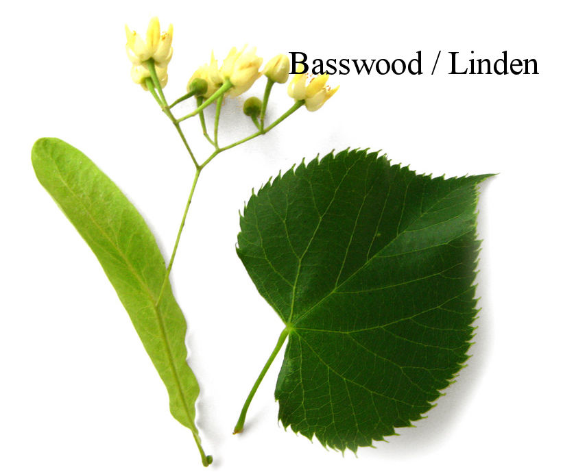 TriCities Woodcarving Club Basswood Tree Identification