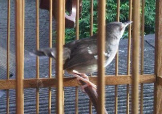 Burung Ciblek - Penyakit Mencret yang Menyerang Burung Ciblek dan Cara Penangannannya - Penangkaran Burung Ciblek Burung Ciblek - Penyakit Mencret yang Menyerang Burung Ciblek dan Cara Penangannannya - Penangkaran Burung Ciblek