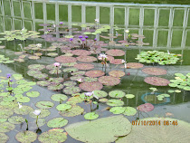 Lily Pond, Kyoto Botanical Gardens, Kyoto, Japan