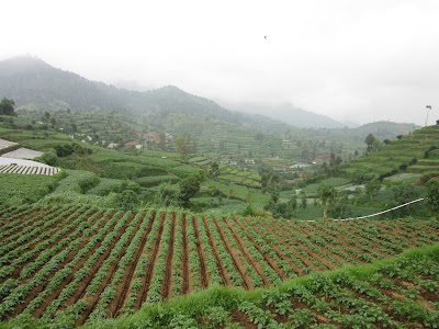Plantaciones en Dieng Plateau