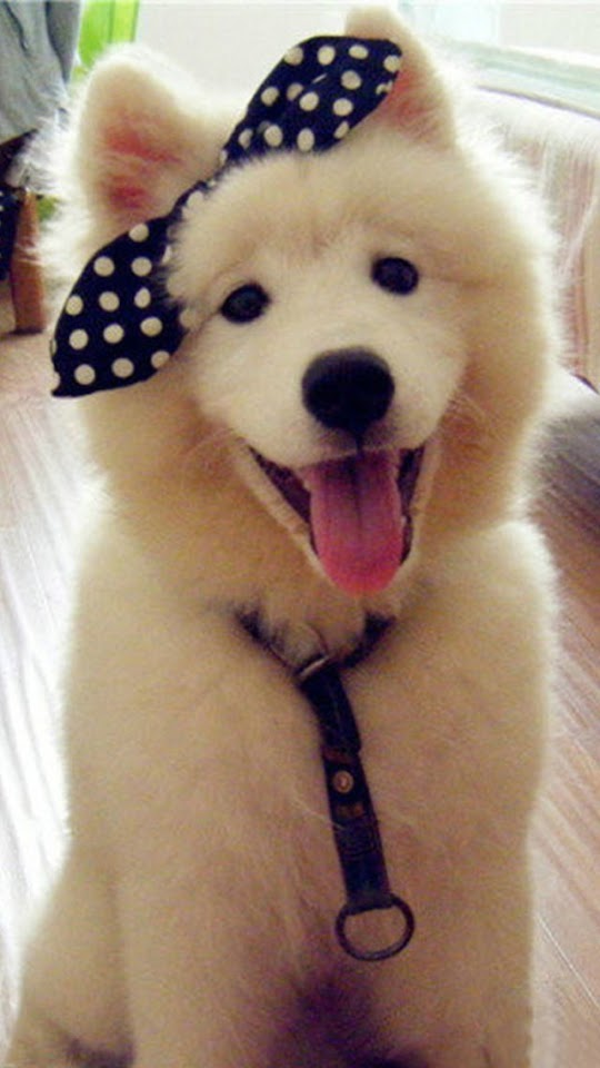   White Dog with Black Bow   Android Best Wallpaper
