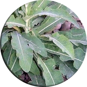 suket teki, rumput teki, obat tradisional, komposisi herbiotic, kandungan herbiotic, efek samping herbiotic,