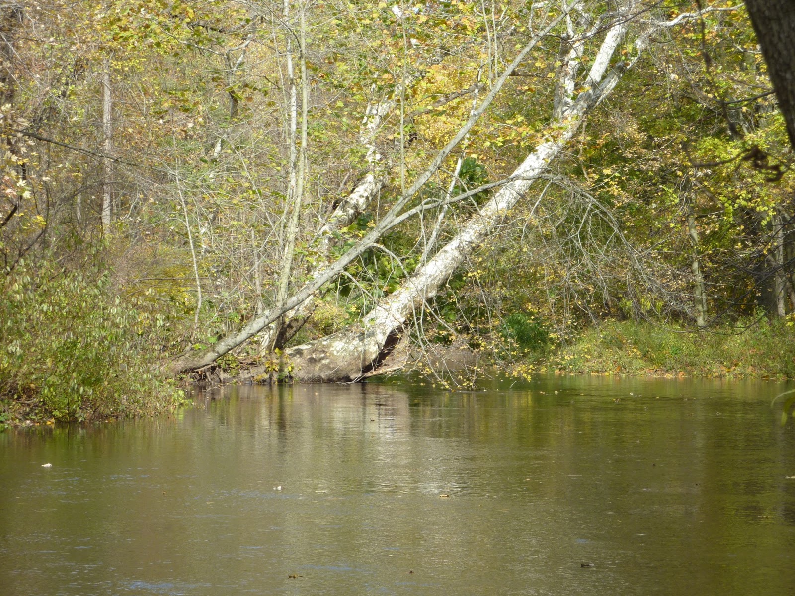 Paddling and Camping in the Midwest The Paw Paw River