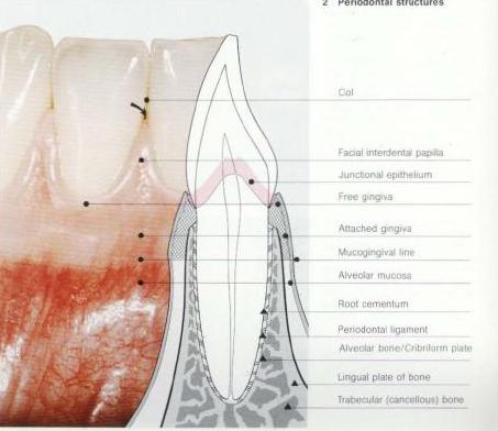 strategy forex lungo periodontal abscess
