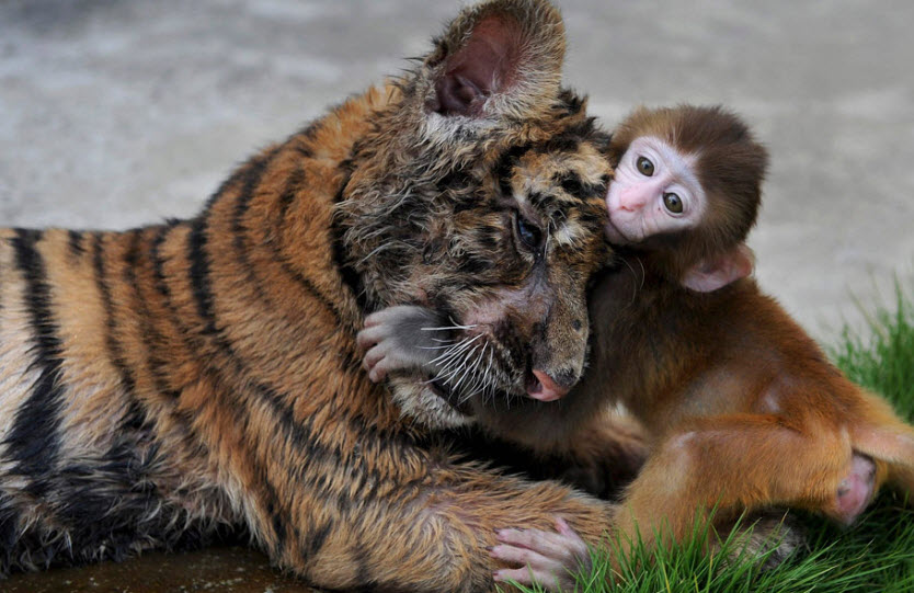 Rhesus Macaque The Life of Animals