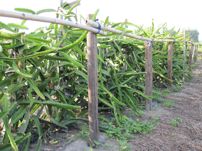 Estudiando Agricultura en Taiwán: Pitahaya