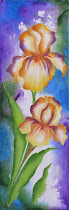 "Sun Drenched Irises"