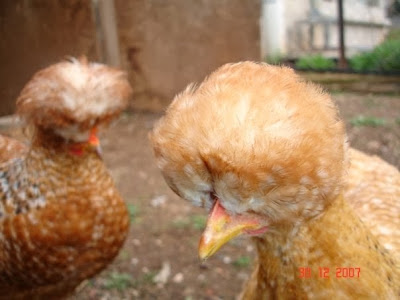 Ελληνικές κατσουλάτες κότες