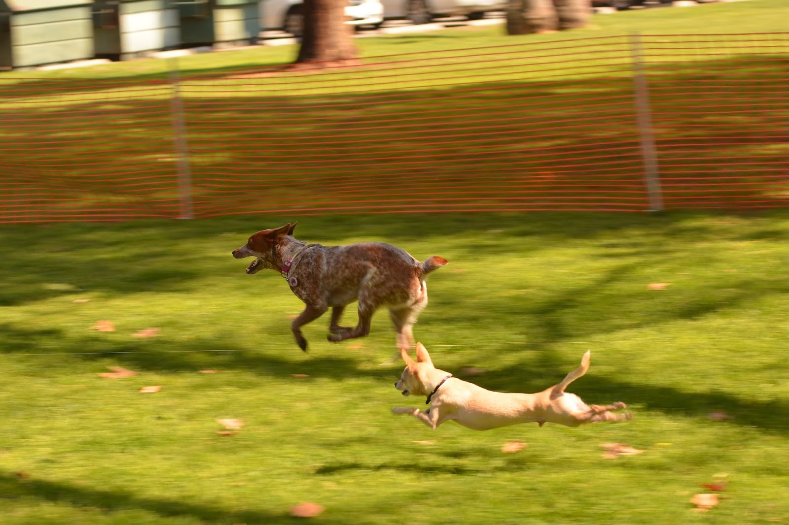 Wicked Coursing - Dog Sports, Dog Lure Coursing, Dog Race, Dog Chase