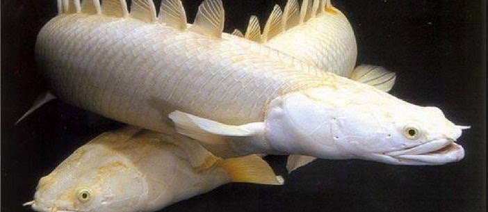 Ikan Purba, Belut Dinasaurus dan Juga Jenis Ikan Hias Predator