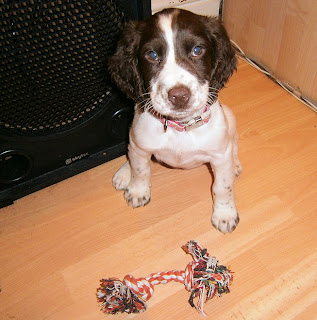 Cute springer spaniel puppy with toy training