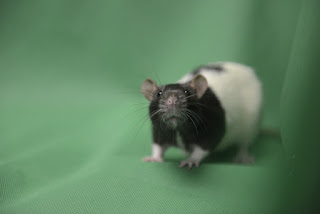 rat