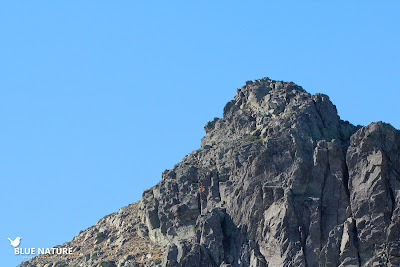 Subida a Peñalara desde Puerto de Cotos tras los mirlos capiblancos.