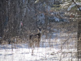 Winter Wildlife