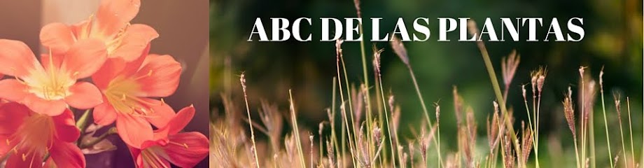ABC DE LAS PLANTAS