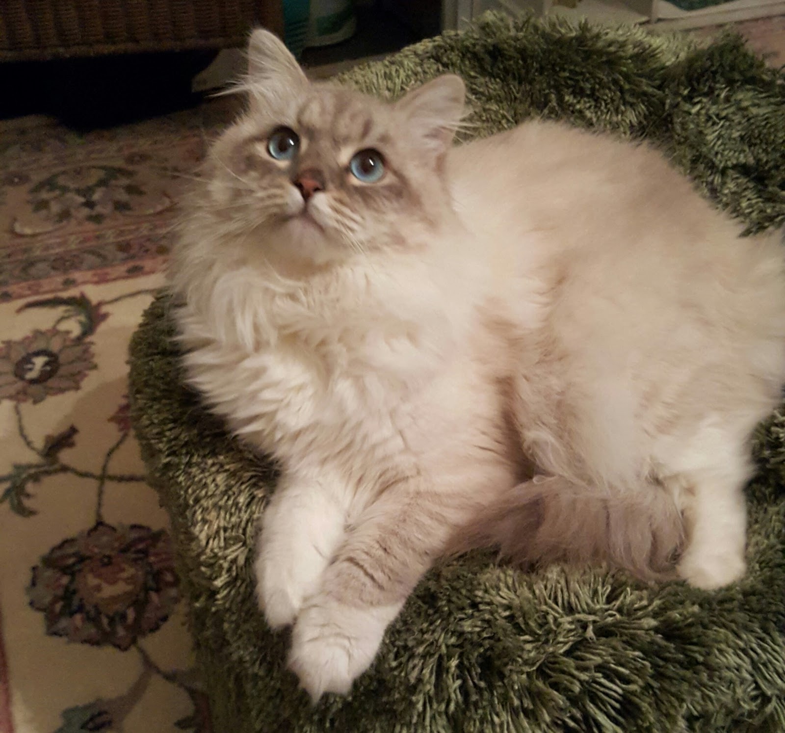 Cherished Siberians Siberian Cat Breeder from Unionville, Virginia