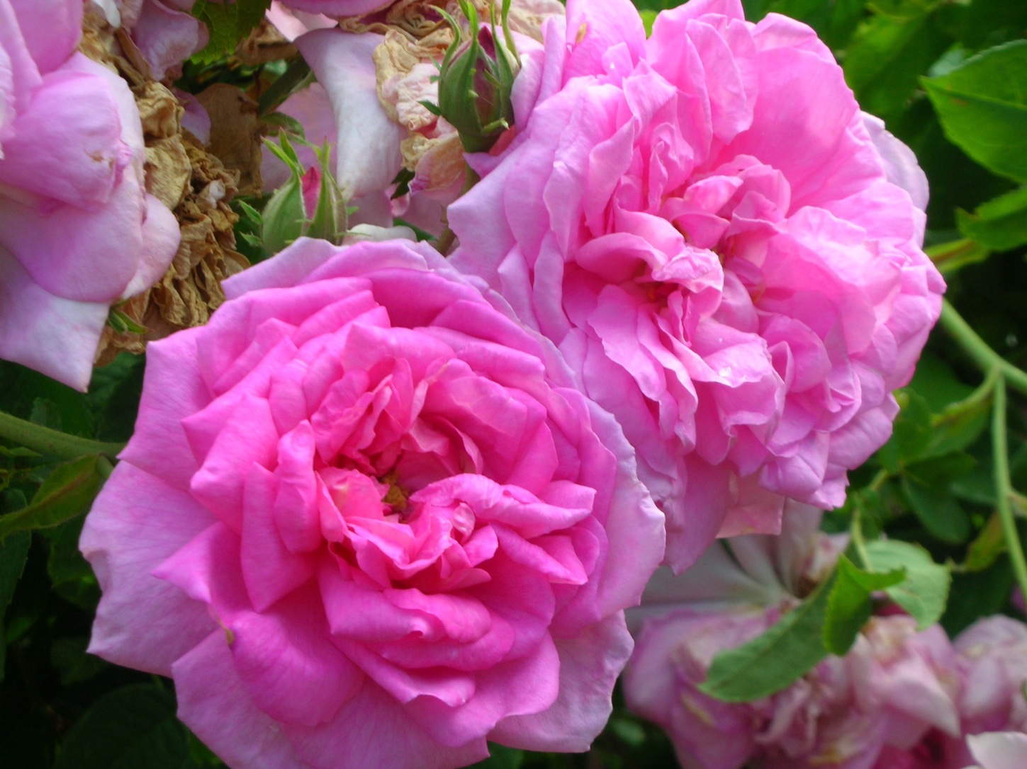 Dig IT Vera Johnson: Old/Antique Roses- why you should be ...
