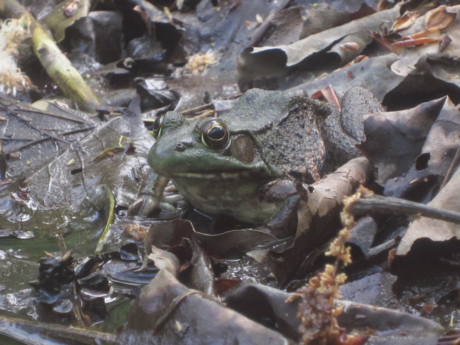 Wild Earth Photos: Green Frogs