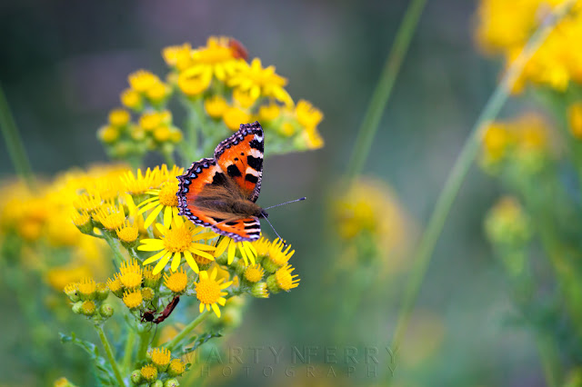 Nature reserve image of a Small tortoiseshell butterfly