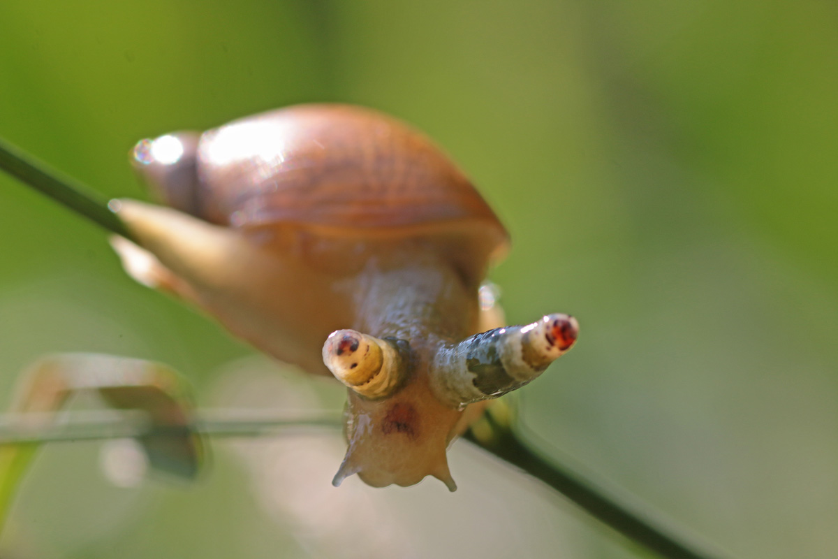 Dommelvos Natuurfotografie Leg niet op alle slakken zout Dommelvos Natuurfotografie Leg niet op alle slakken zout