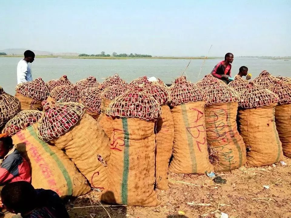 Nigerian biggest onion market in Photos TFB News
