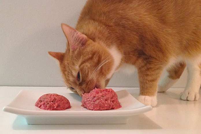 Wet food untuk kucing