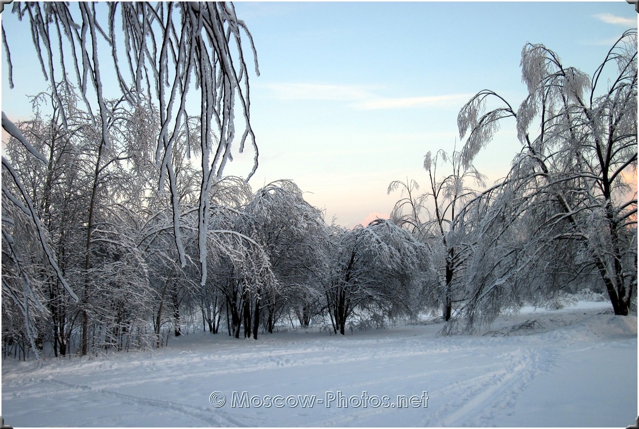 Winter Forest In Moscow