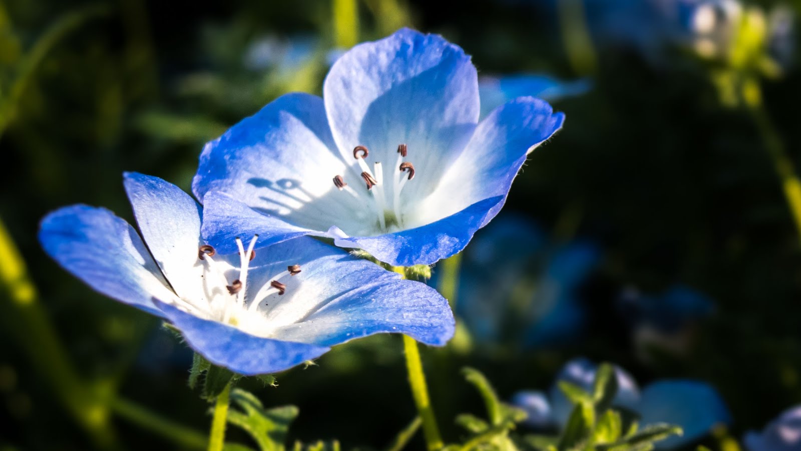 Nemophila flowers the baby blue eyes at Yokohama garden Focus Viewpoint