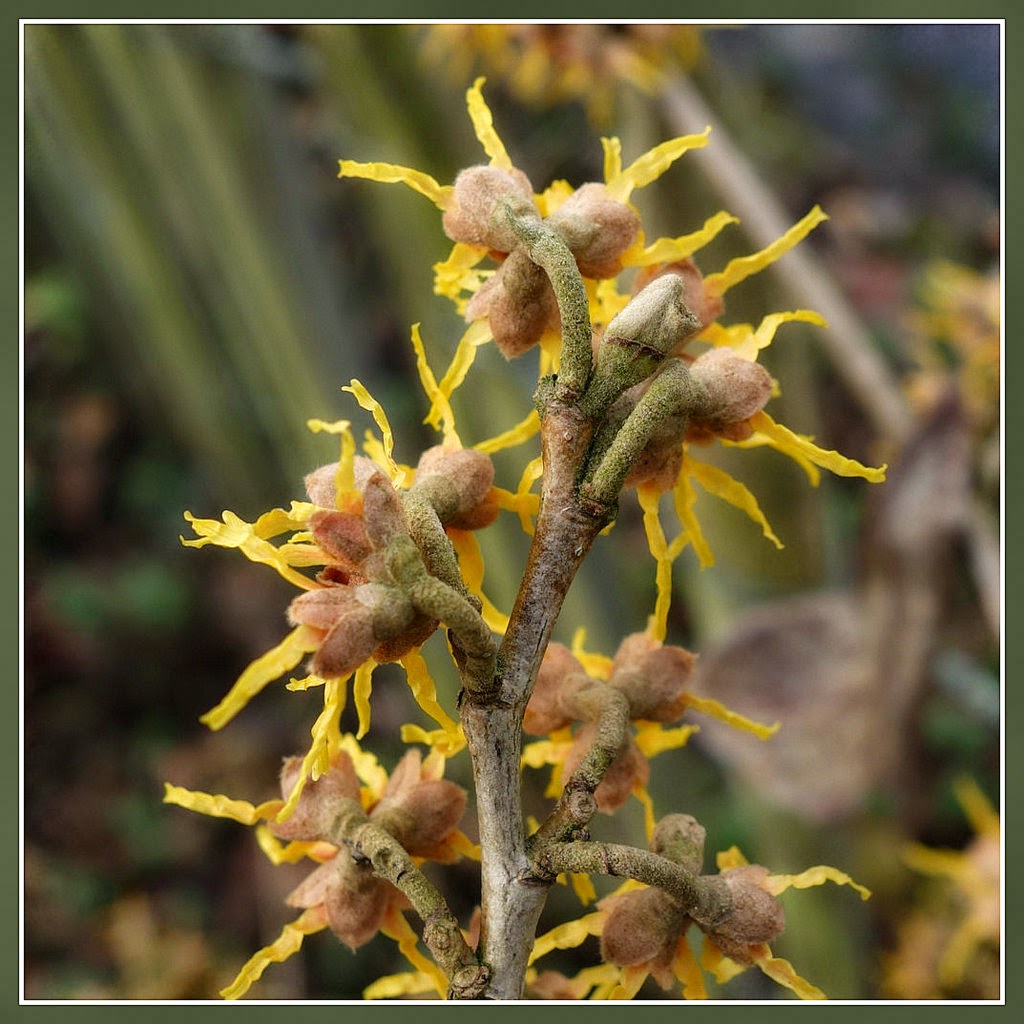 Hamamelis japonica 'Arborea' © ludo rutten