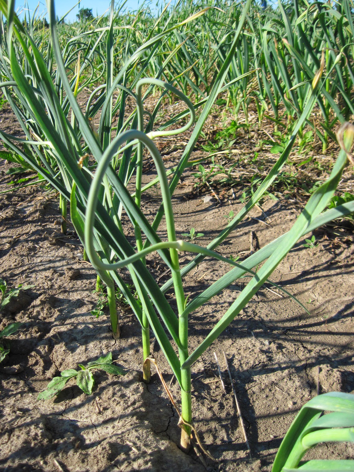 Growing Ontario Garlic Garlic Gallery