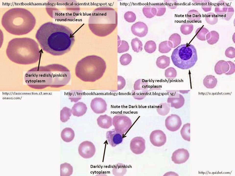 Haematology In A Nutshell April 14