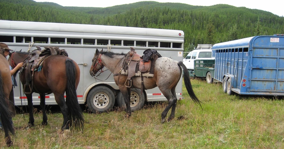 Do Horses Neigh When They Run? Can horses pee while running?