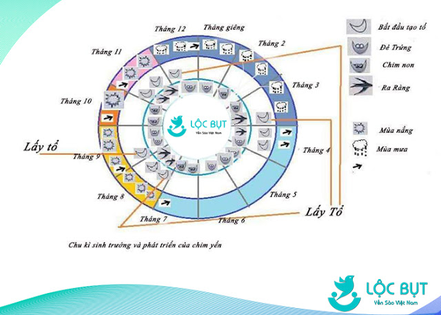 Bảng phong thần trong nghề dẫn dụ chim yến. Bảng phong thần trong nghề dẫn dụ chim yến.