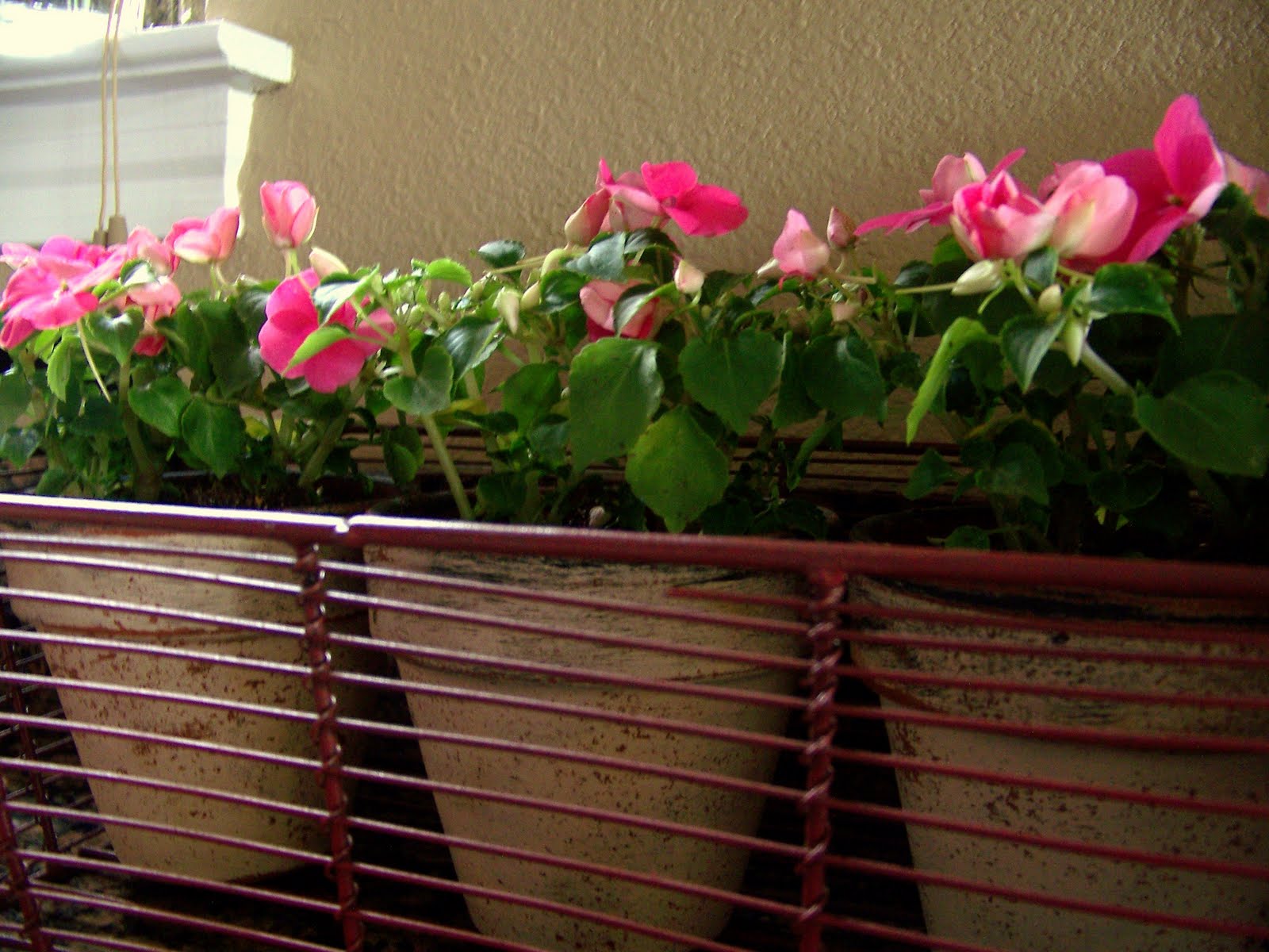 Organized & Clean Design Easiest Flowers to grow indoors