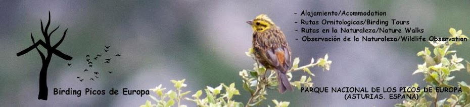 Birding Picos de Europa