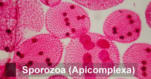 Sporozoa (Apicomplexa): Pengertian, Ciri, Klasifikasi, Reproduksi, Contoh dan Peranan dalam Kehidupan