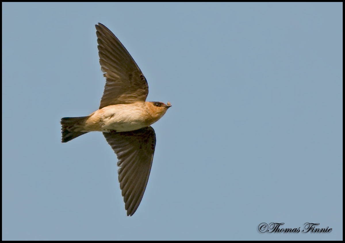 Thomas Finnie Photography CAVE SWALLOWS IN LOUISIANA