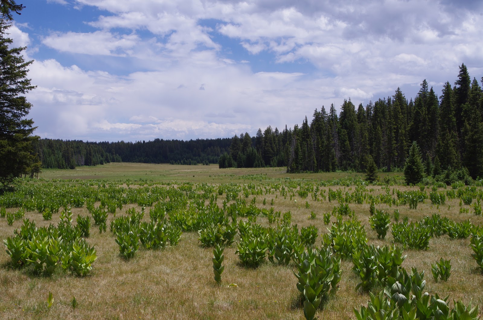 Southern New Mexico Explorer Canjilon Mountain Trail Carson National