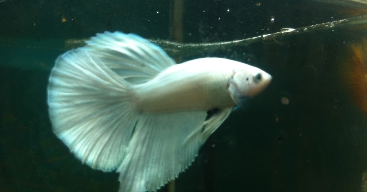 Jual Ikan Cupang Di Sulawesi Selatan Bone Gowa Makassar Parepare