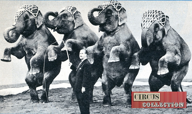 Rolf Knie senior et 4 éléphants debout sur les pattes arrières 