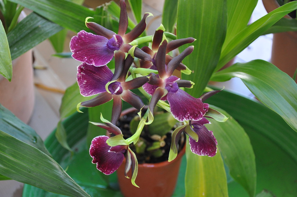 Grow And Care Zygopetalum Orchid Travaldo S Blog