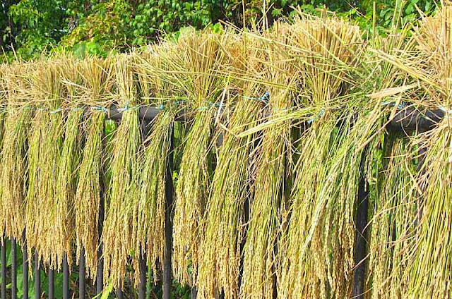 rice, straw, fence, HWY 28,Igei, Okinawa