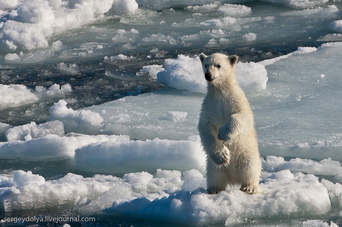 северный полюс белые медведи. явление природы примеры в горах. природные явления в умка. белый медведь и северное сияние. аврора бореалис северное сияние.