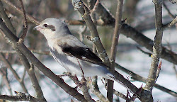 shrike northern bird flies eating snow yesterday yard had