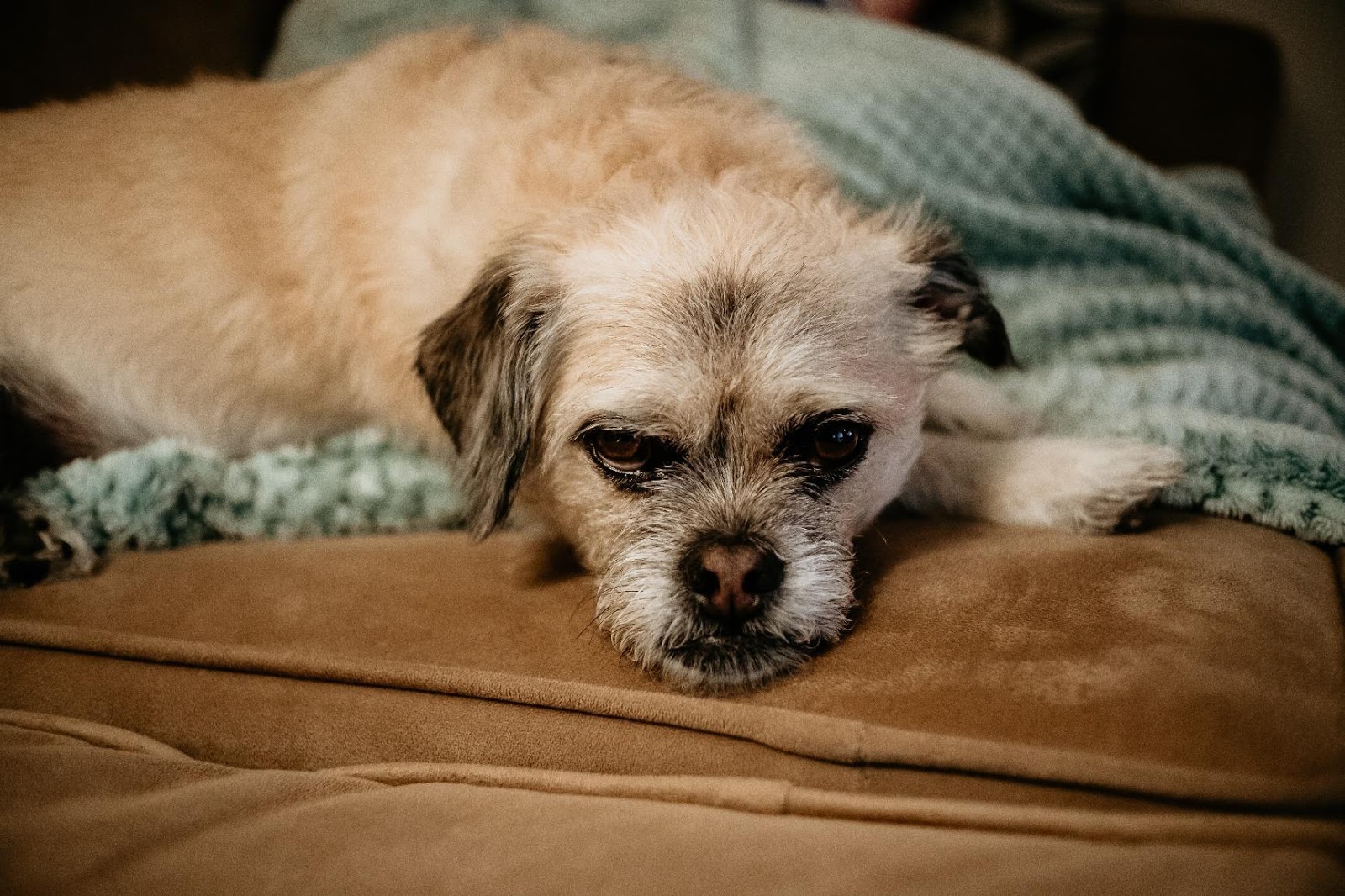 Фотография собаки. Пример кадра, сделанный на объектив Neewer 35mm f/1.2