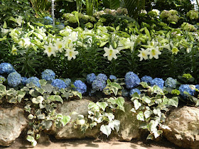 Allan Gardens Conservatory Easter Flower Show blue hydrangeas white lillies by garden muses: a Toronto gardening blog