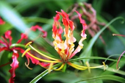 Bunga Gloriosa Superba atau Kembang Sungsang