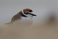 Kentish Plover_2011