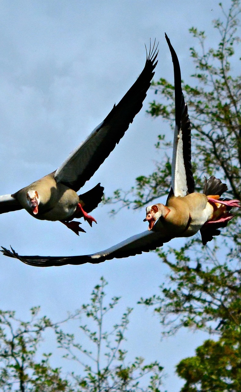 Picture of geese flying.